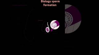 biology sperm formation cycle [upl. by Arrehs]