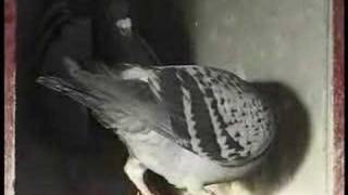 Dale Newcombe racing pigeons Simply The Best 8 [upl. by Callahan171]