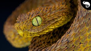 Colubroides The Most Successful Snakes [upl. by Olathe565]