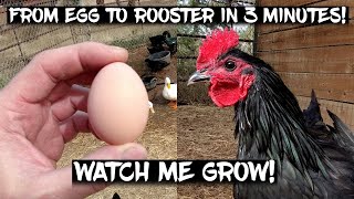 Black Australorp Chickens From Egg to Rooster in 3 Minutes Watch me Grow [upl. by Ellehcram997]