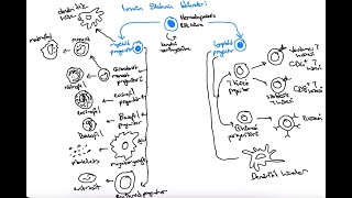İMMÜNOLOJİ DERS 3 İMMÜN SİSTEMİN HÜCRELERİ [upl. by Adnohsat588]