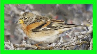 Brambling Song Brambling Call Brambling Voice  Pinzón Real Canto  Fringilla Montifringilla [upl. by Noremak372]