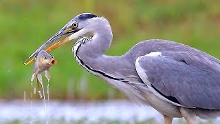 Grey Heron birds fishing [upl. by Nathalia]