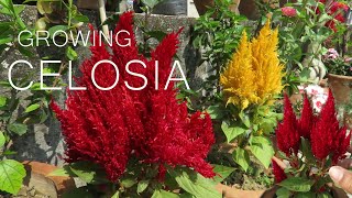 Celosia Flower  Celosia cockscomb Plant Care [upl. by Ttsepmet924]