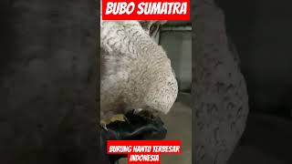 BUBO SUMATRA bubosumatranus bubosumatra owl [upl. by Ahcsim]