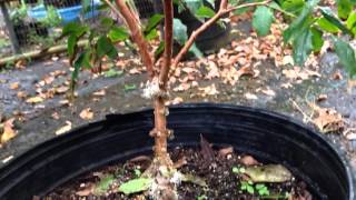 The smallest fruiting jaboticaba seedling in a pot [upl. by Hedvige]