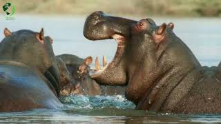 Eight Unmissable Hippo Moments  10 Amazing Hippo Facts [upl. by Neelyaj]