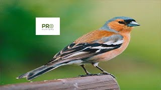 Common Chaffinch Call  Birds Sounds 2022 صوت طائر الصلونج [upl. by Rubina]