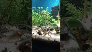 corydoras update breakfast for the catfish [upl. by Elise890]