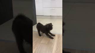 The Brussels Griffon puppy plays and barks shortsbrusselsgriffongriffonspuppylifegriffonpuppy [upl. by Nenerb337]