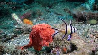 Frogfish Eats Cardinal Fish [upl. by Ddal]