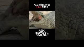 【ゆっくり解説】最強生物ワニさんを倒せる道具 紹介します 生態解説 爬虫類 雑学 [upl. by Humph]