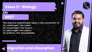 The enzyme enterokinase helps in the conversion of a caseinogen into casein b trypsinogen int [upl. by Rieger]