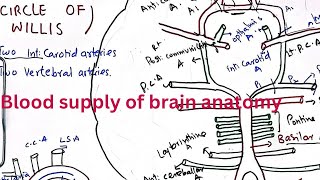 Blood supply of brain anatomy  Circle of Willis  Circulus arteriosus [upl. by Arraet]