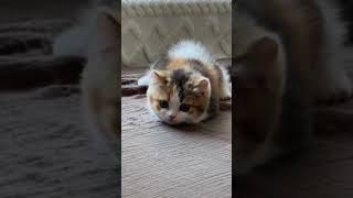 Funniest animals  cute animals  animals cuteanimals funniestanimals [upl. by Osric]