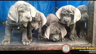 Top high quality NEAPOLITAN MASTIFF puppies for sale [upl. by Ahsenra]