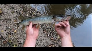 Definitely Fun and Challenging Fishing for Northern Pike In The Passaic River NJ [upl. by Chaves]