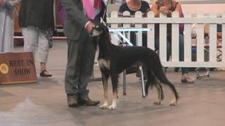 Paignton Dog Show 2016  Best in Show [upl. by Zeret]