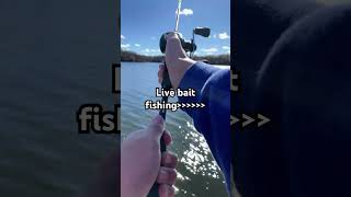 Live bait fishing is such a w fishing shorts ￼ [upl. by Learrsi]