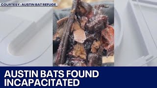 Bats found incapacitated by bird repellent gel in Austinarea  FOX 7 Austin [upl. by Dhiren]