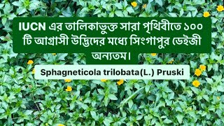 IUCN এর তালিকাভুক্ত সারা পৃথিবীতে ১০০ টি আগ্রাসী উদ্ভিদের মধ্যে সিংগাপুর ডেইজী অন্যতম। [upl. by Nurat]