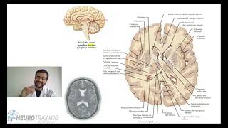 ANATOMIA DE GANGLIOS BASALES [upl. by Einnoc]