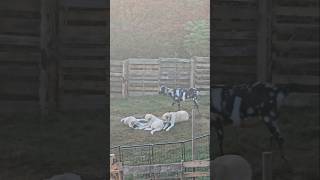 Livestock Guardian Dog and Puppies lgd farm [upl. by Auqeenwahs]