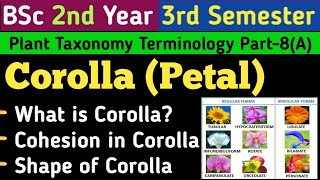 CorollaPetalsShape of CorollaCruciformCaryophyllaceousGamopetalous and PolypetalousRay Florets [upl. by Ezarras]