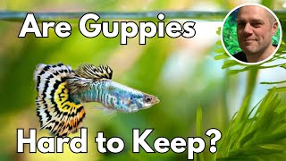 Are Guppies Hard To Keep HOW TO SET YOUR GUPPY TANK UP FOR SUCCESS [upl. by Alyks]