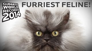 Colonel Meow  Longest Fur On A Cat  Guinness World Records [upl. by Haseefan]