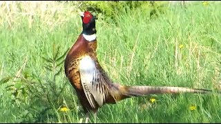 Common pheasant making a loud sound surrounded by dandelions in our garden [upl. by Iover737]