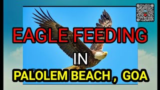 PALOLEM BACKWATERS SAFARI IN GOA amp EAGLE FEEDING  forthvlogger  Malayalam vlog [upl. by Ennahgiel]