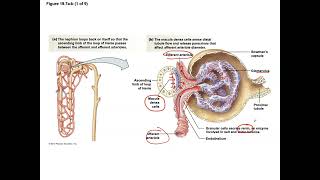 Unit 3 Part 21 Regulation of Glomerular Filtration Rate and the Renin Angiotensin System [upl. by Brogle]