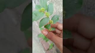 bhringraj ka paudha village videoyoutube short viral [upl. by Sherrie836]