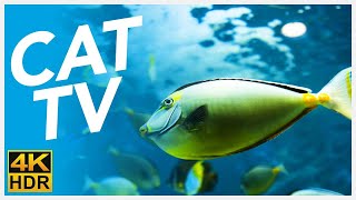 CAT TV 📺  20 Hours of Underwater Fish Videos for Cats FISH TV 4K [upl. by Reginauld204]