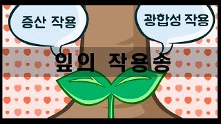 식물은 광합성을 통해 산소와 유기물 만들죠  잎의작용송  과학송 [upl. by Htirehc]