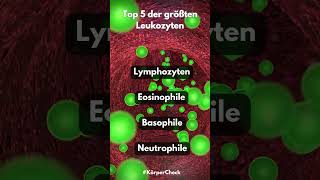 Top 5 der größten Leukozyten youtubeshorts top5 leukozyten körper biology [upl. by Huang]