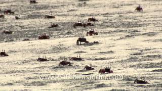 Red crabs dot the shores of Henry Island [upl. by Ramos]