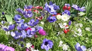 Anemone coronaria De Caen  FarmerGracycouk [upl. by Nylicaj]