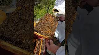 This Queen Bee Just Made His Day bees honeycomb [upl. by Jp]