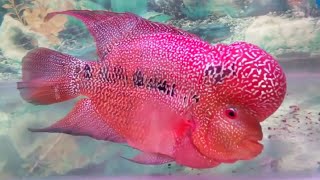 Facts The Flowerhorn Cichlid [upl. by Adnal]