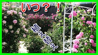 【地植えバラ移植】バラの植え替え☆いつ植え替えが良いのでしょうか？！ [upl. by Enaasiali]