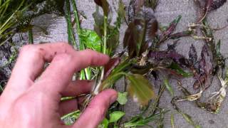 Planted Aquarium Tip Root growth on Aquarium Plants [upl. by Etka]