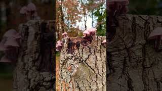 Paddenstoelen blankaartkasteel [upl. by Dominique]