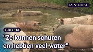 Varkensboerin Nieske heeft de perfecte modderpoel voor haar varkens  RTV Oost [upl. by Merkle193]