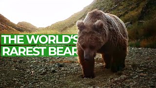 Gobi Bear  Searching the Rarest Bear on Earth  Free Documentary Nature [upl. by Aromat]