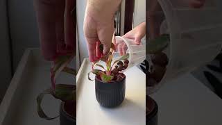 mygardenoffical viralclips myplant shortvideo shorts short plants mygarden [upl. by Jaime]