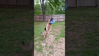 Has Joe Forgotten How To Catch A Frisbee🥏 dog germanshepherd shorts [upl. by Mano]