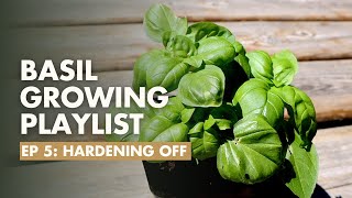 Ep 58 How to Harden Off Basil for the Garden  Basil Growing Guide [upl. by Ellenhoj]