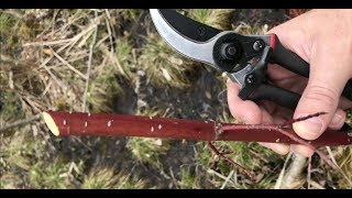 Planting Red Osier Dogwood For Deer Using Cuttings [upl. by Inihor22]